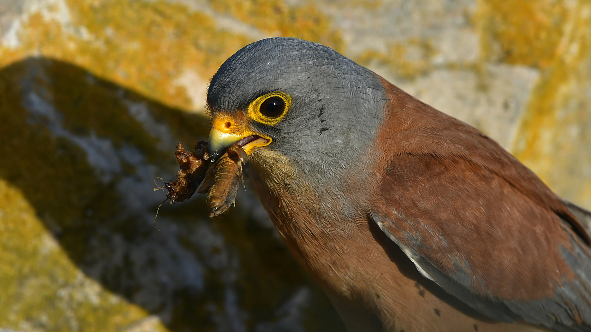 Lesser Kestrel